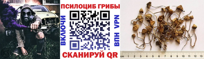 купить наркотики сайты  Горячеводский  Псилоцибиновые грибы Cubensis 